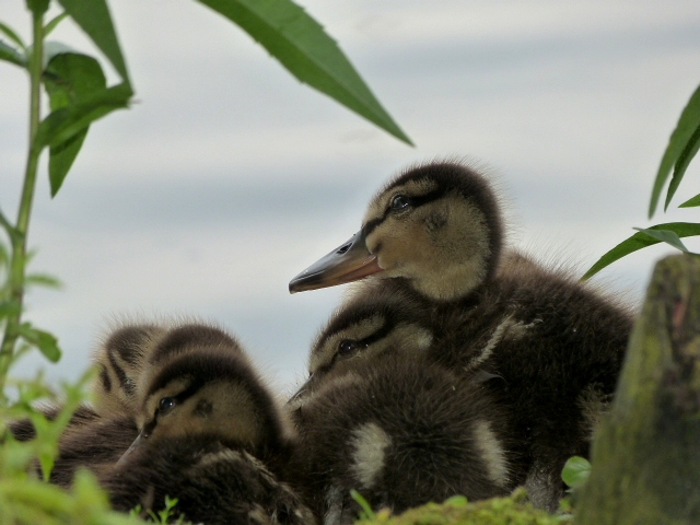 tiny ducks