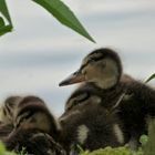 tiny ducks