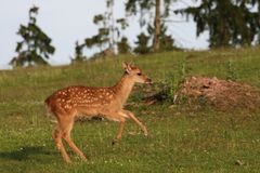 tiny fawn