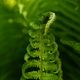 "Tiny Fern"