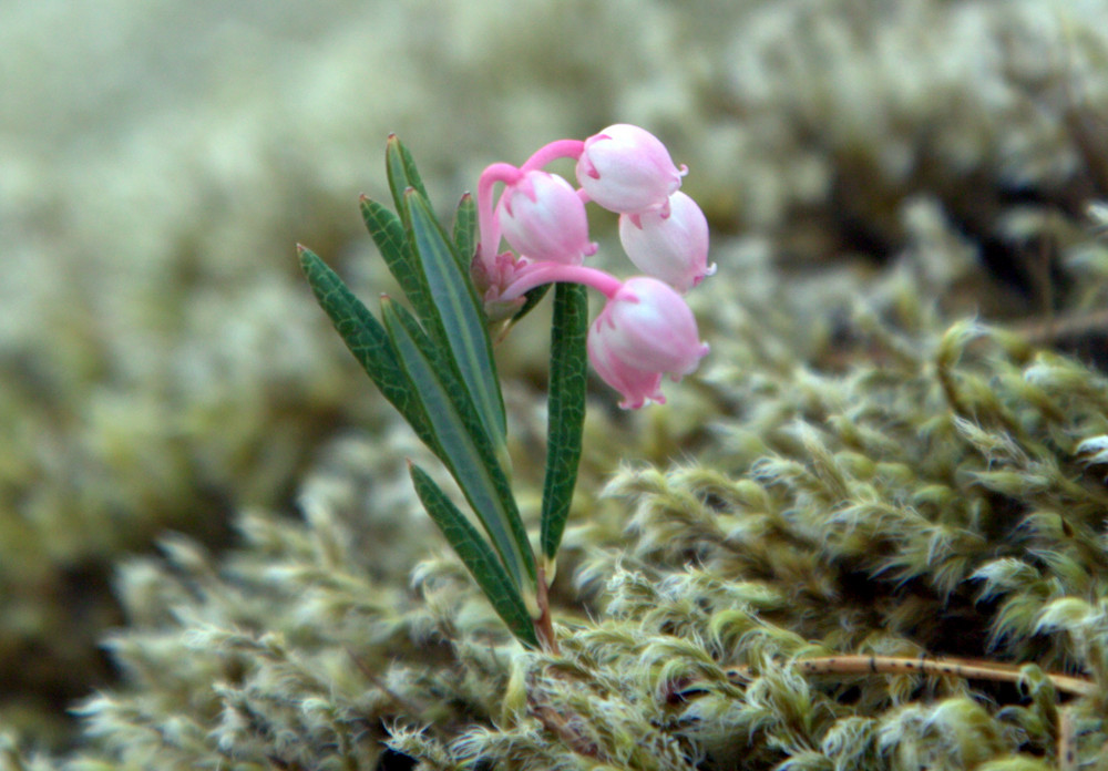 Tiny flower