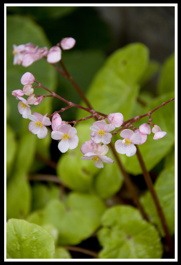 Tiny Flowers