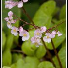 Tiny Flowers