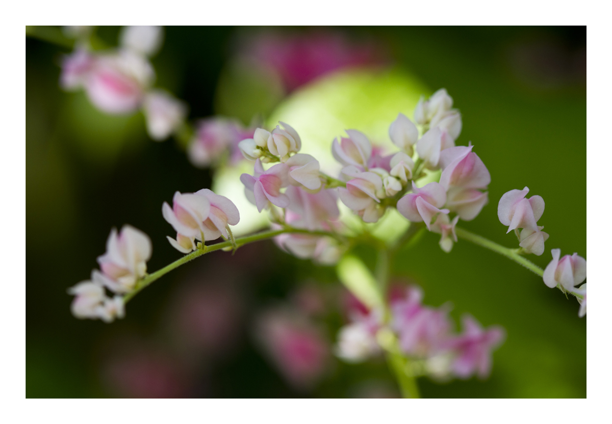 Tiny Flowers