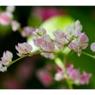 Tiny Flowers