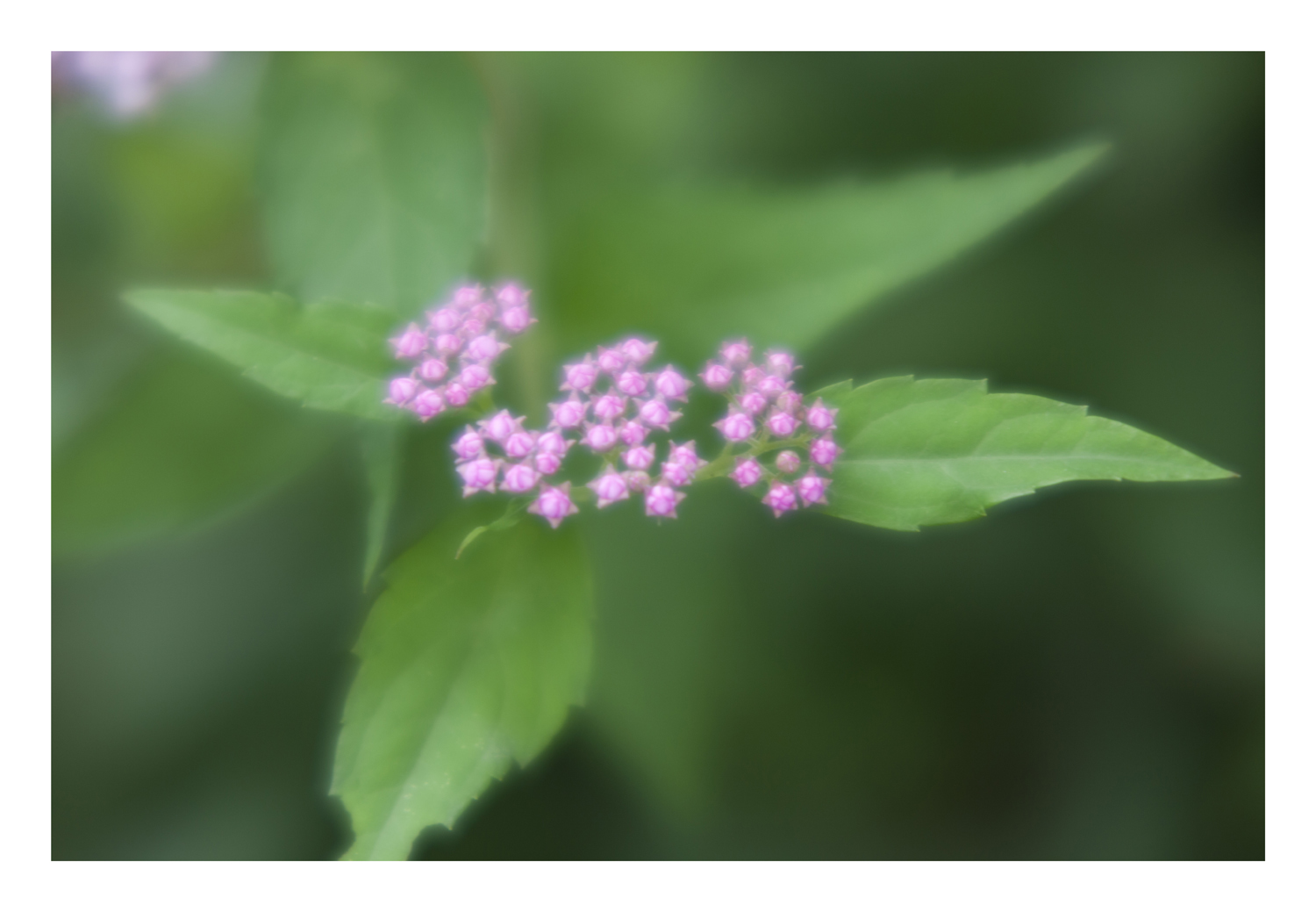 Tiny Flowers