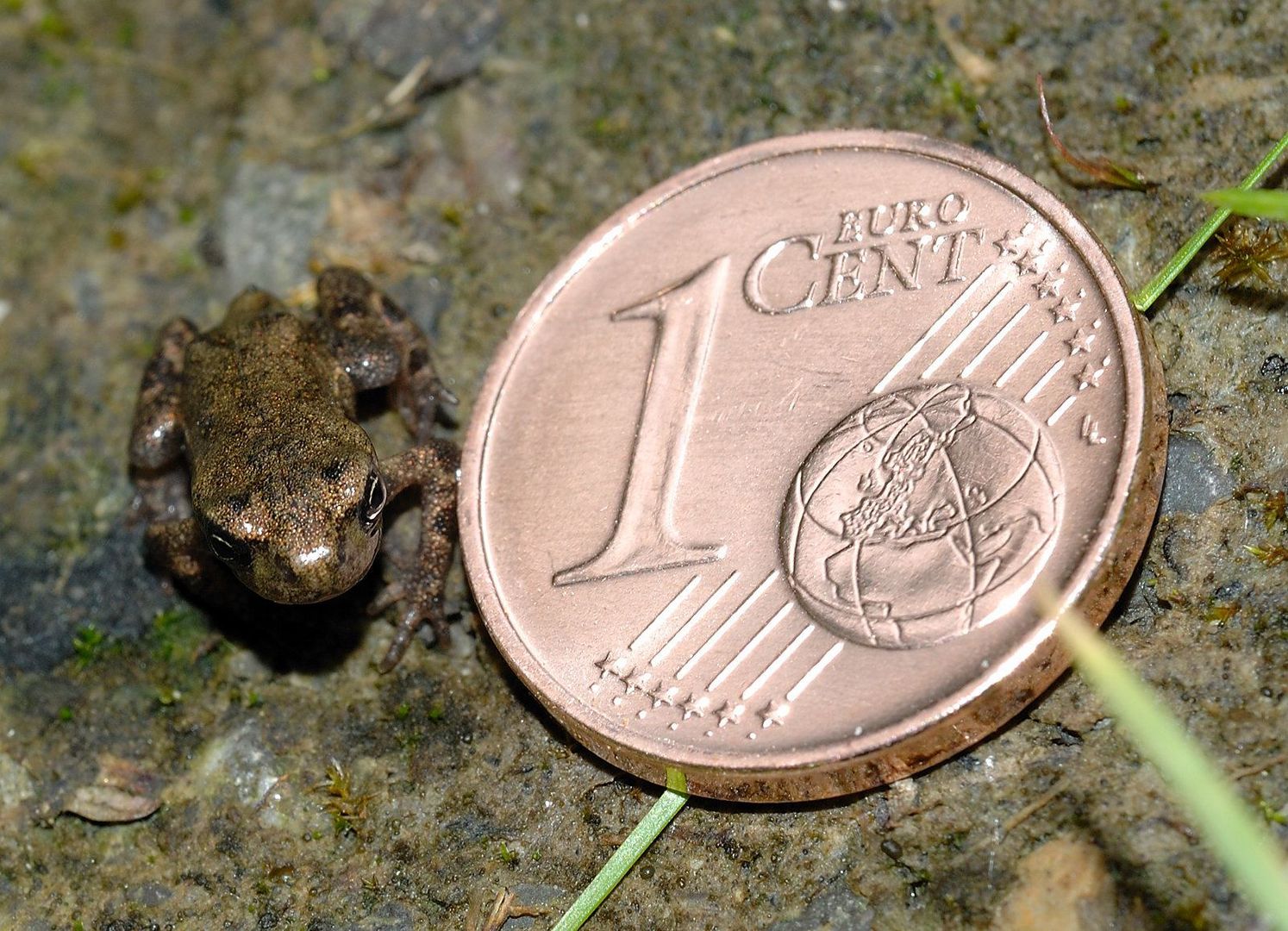 tiny Frog