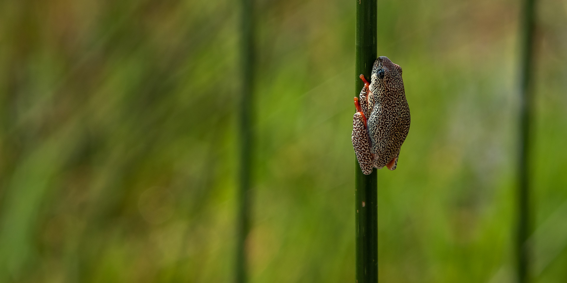 tiny frog