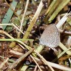 Tiny Grass Blue,(Zizula hylax) 