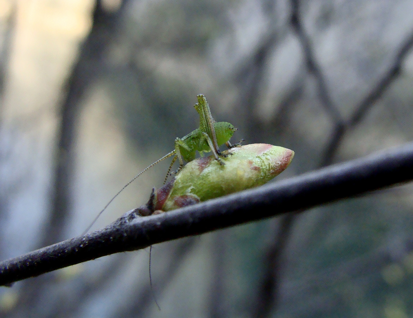 Tiny grasshopper