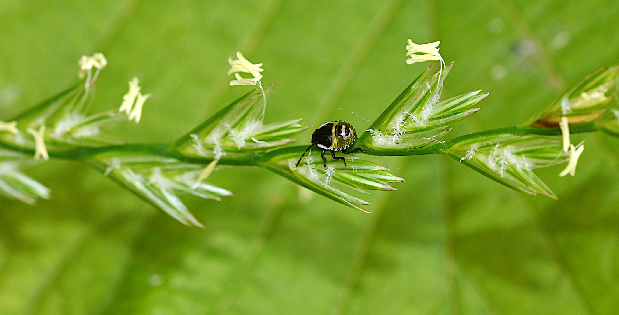 TINY GREEN STINK BUG EXPLORES THE WORLD.