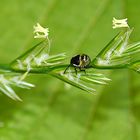 TINY GREEN STINK BUG EXPLORES THE WORLD.