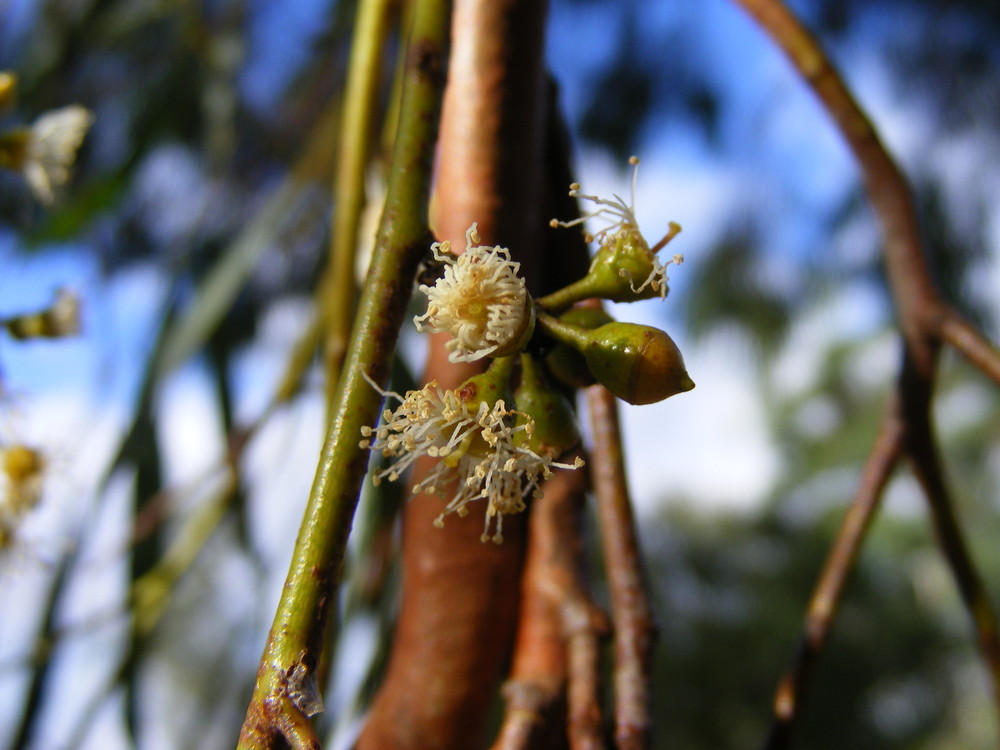 Tiny Gum Blossom