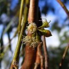 Tiny Gum Blossom