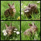 Tiny little hares