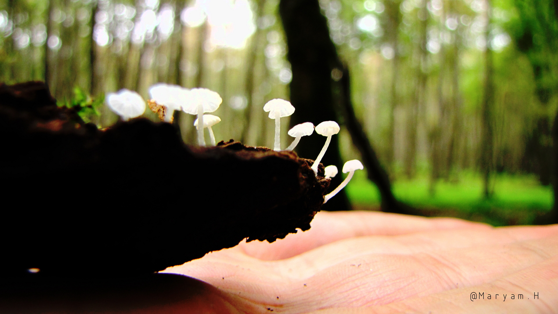 Tiny Mushrooms