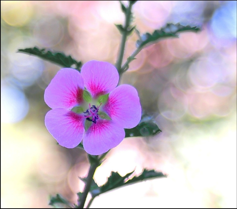 Tiny Pink