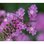 Tiny Pink Flowers