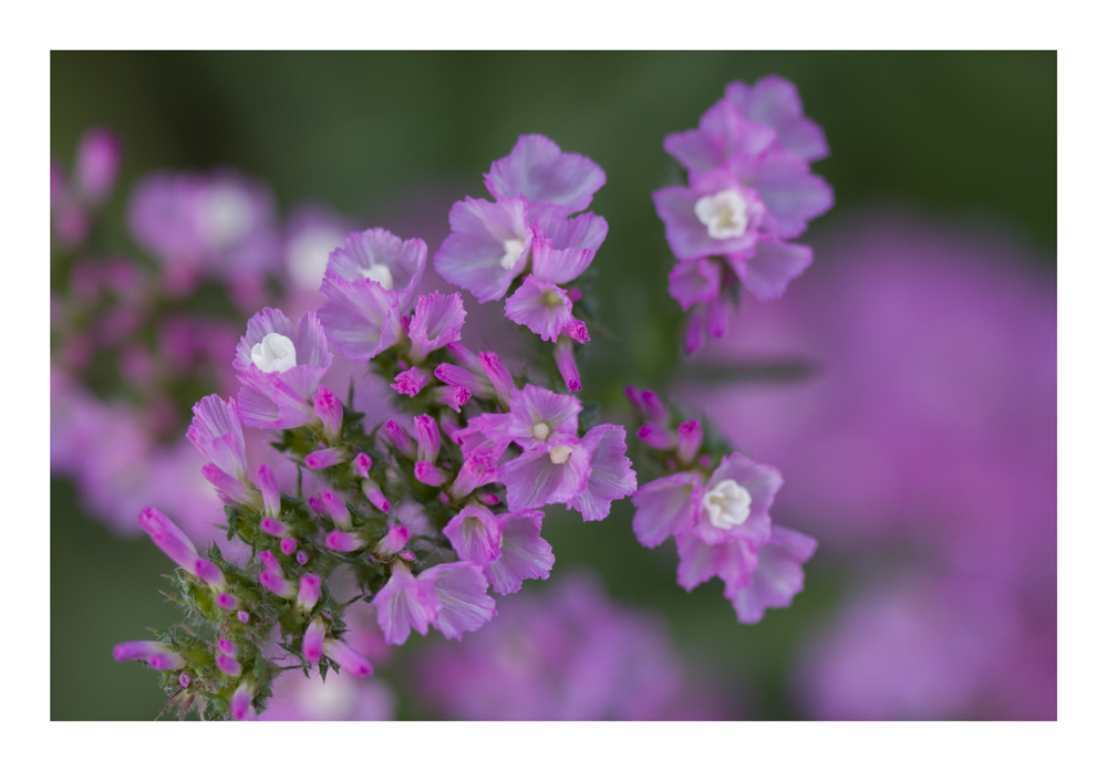 Tiny Pink Flowers