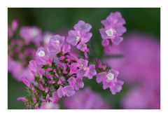 Tiny Pink Flowers