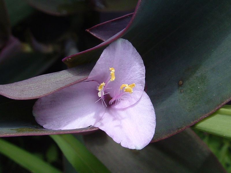 tiny purple flower