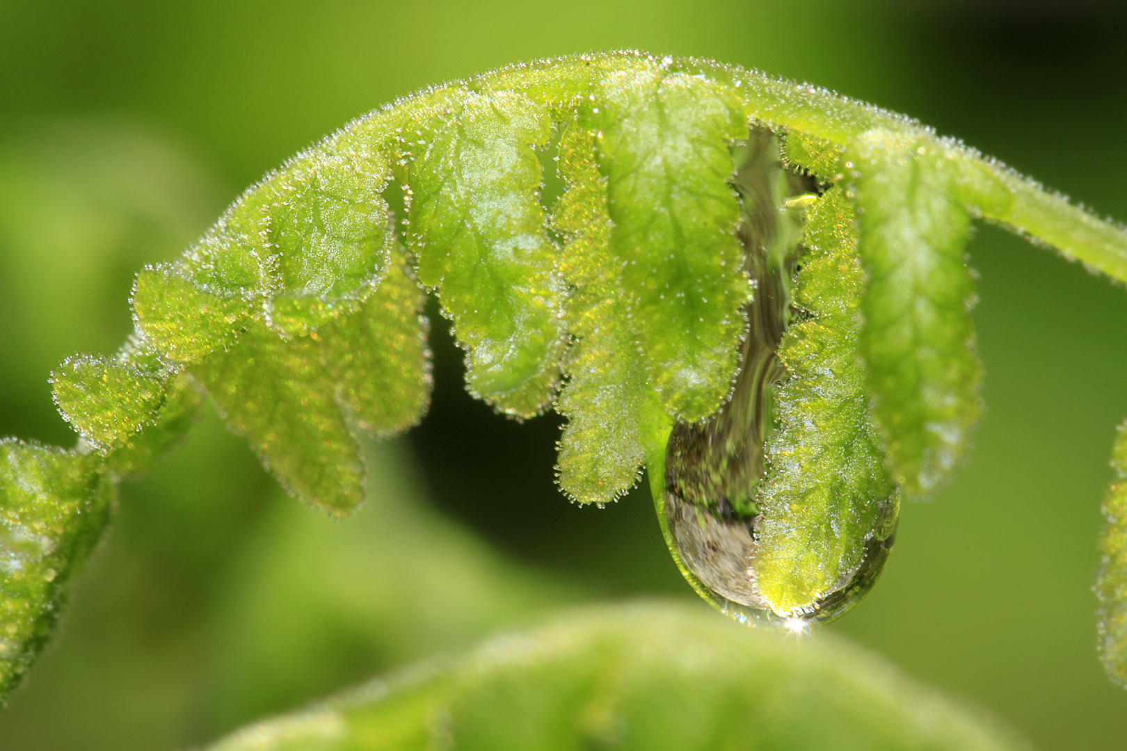 tiny raindrop