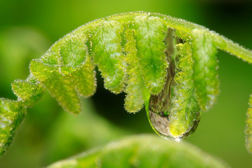 tiny raindrop von Tina Weichelt