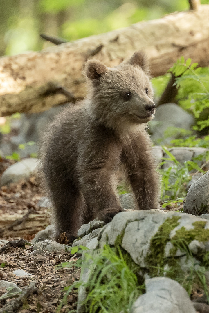 Tiny slovenian bear