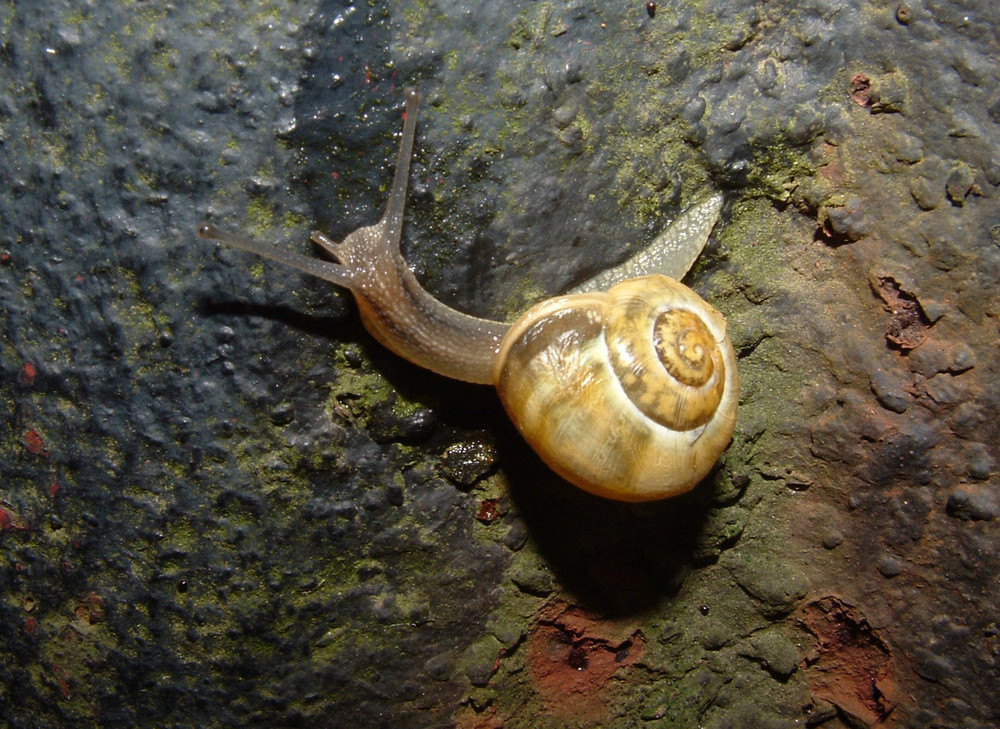 Tiny snail