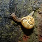 Tiny snail