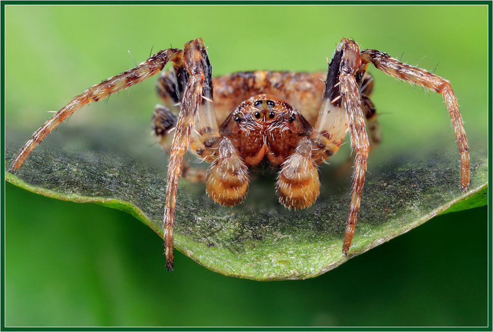 Tiny spider