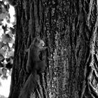 tiny squirrel moment