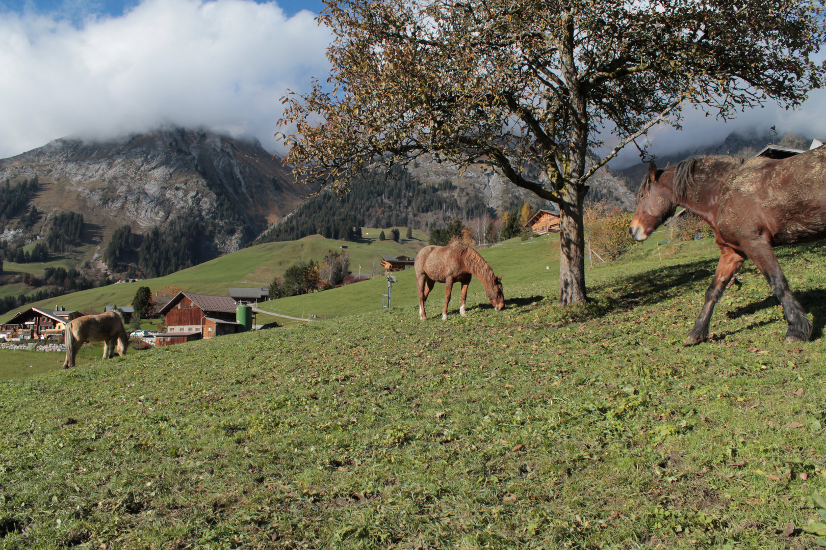 Tiny Suisse World