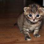 tiny tiger