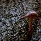 Tiny toadstool