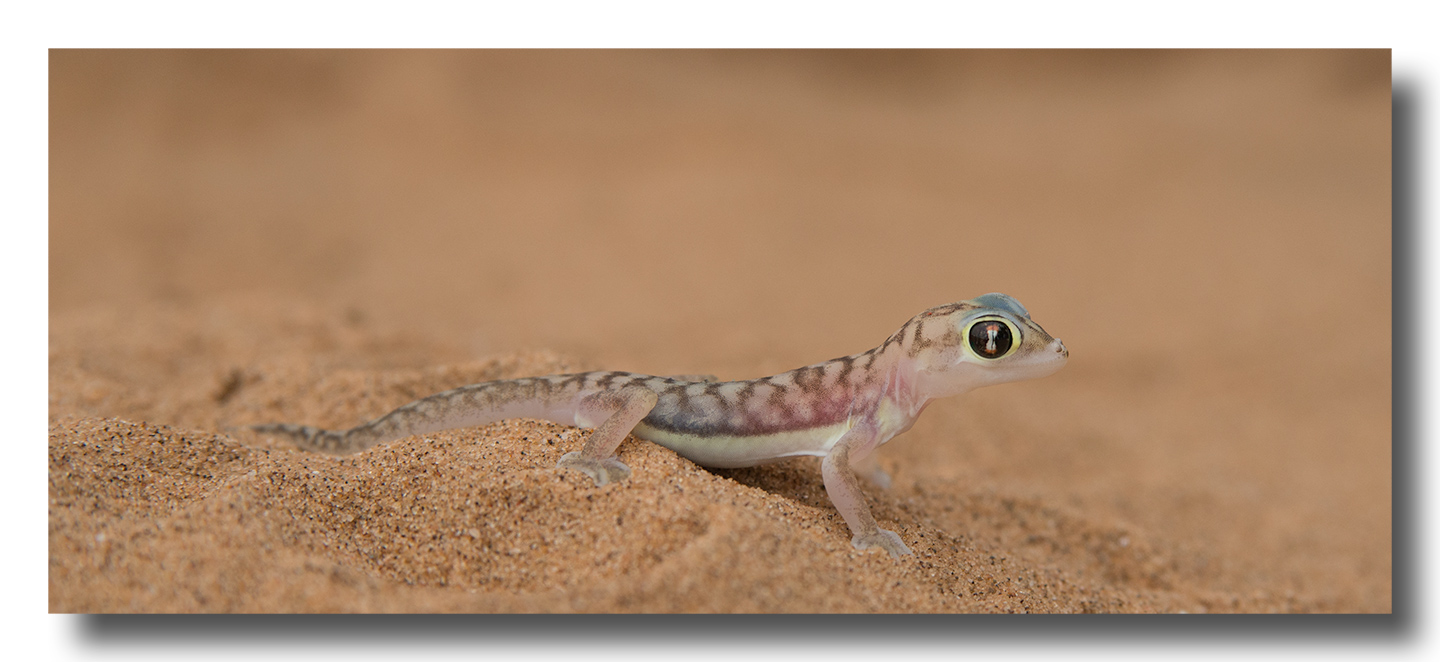 && Tiny Transparent Gecko &&