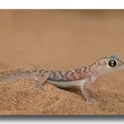 && Tiny Transparent Gecko &&