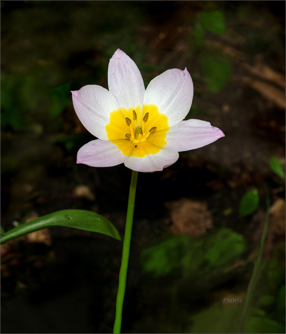 Tiny Tulips