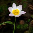 Tiny Tulips