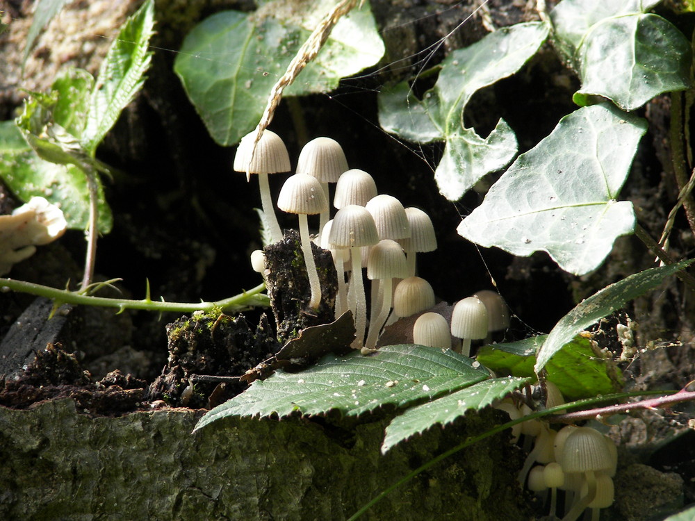 Tiny Umbrellas