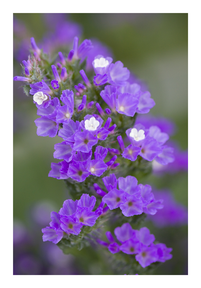 Tiny Violet Flowers