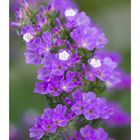 Tiny Violet Flowers