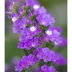 Tiny Violet Flowers