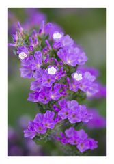 Tiny Violet Flowers