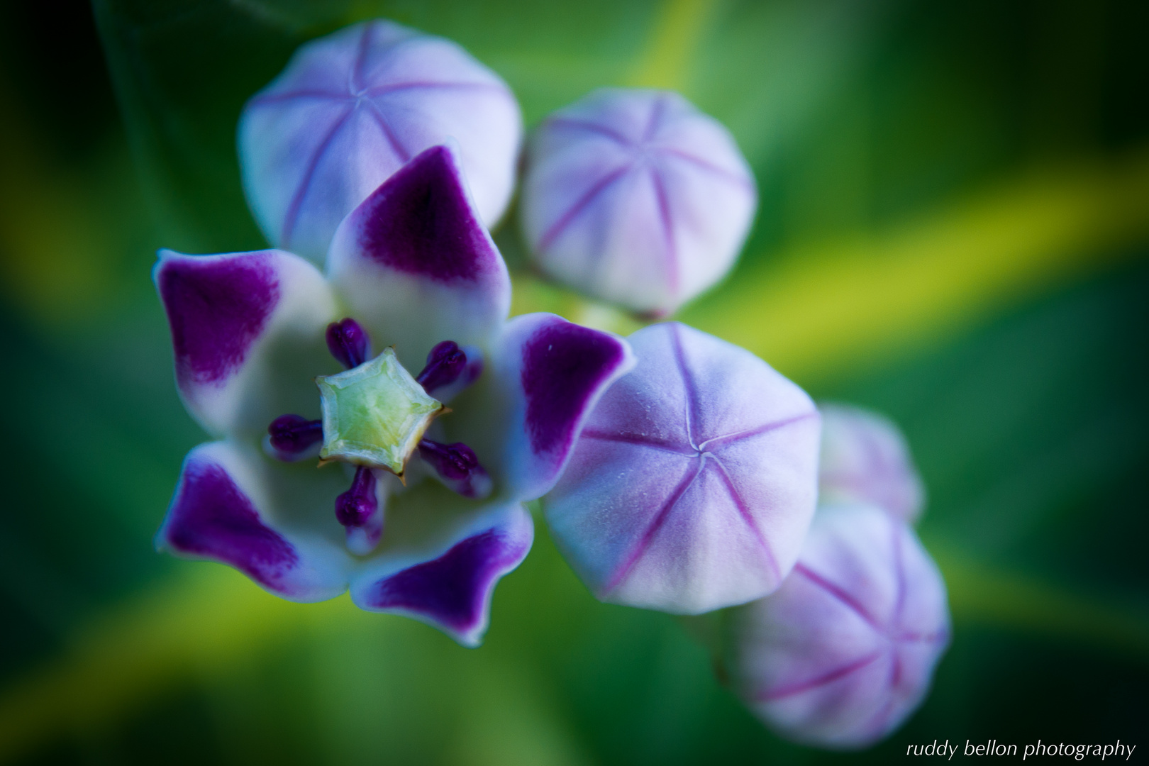 Tiny violet flowers