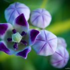 Tiny violet flowers
