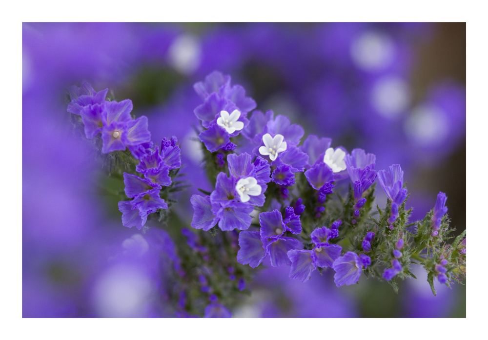 Tiny Violet Flowers[2]