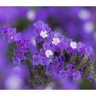 Tiny Violet Flowers[2]