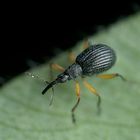 tiny weevil