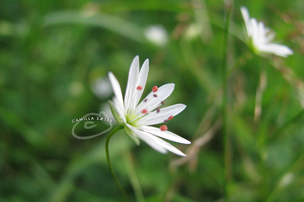 Tiny, white flower